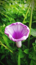 Close-up of flower against blurred background