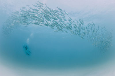 Low angle view woman swimming by fish in sea