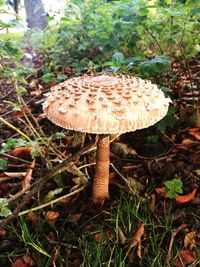 Close-up of mushroom growing on field