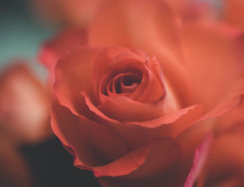 Close-up of rose