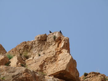 Low angle view of bird perching on rock