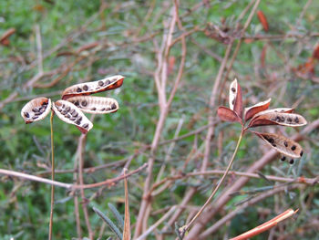 Close-up of dry flower on field