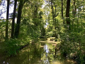 Scenic view of lake in forest