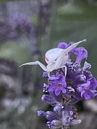 Close-up of purple flowering plant