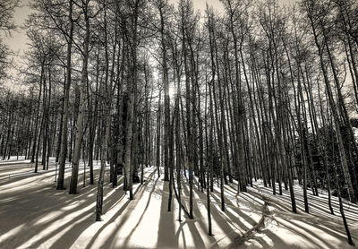 Snow covered road in forest