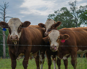 Cows standing in field