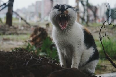 Close-up of cat screaming by dirt on field