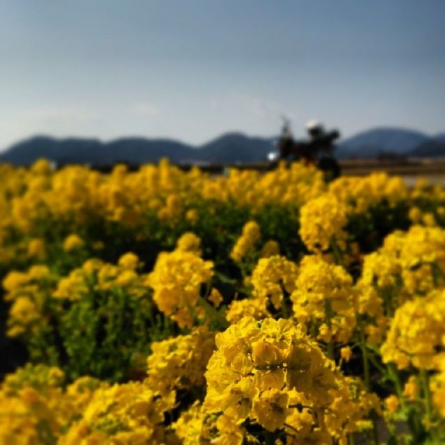 yellow, flower, growth, freshness, beauty in nature, fragility, nature, field, focus on foreground, plant, selective focus, clear sky, agriculture, blooming, abundance, in bloom, close-up, petal, rural scene, landscape