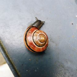 High angle view of snail on floor