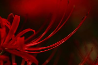 Close-up of red flowers