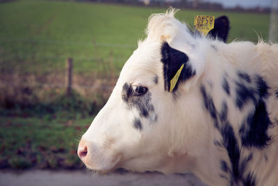 Close-up of cow