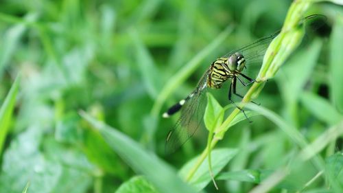 Close-up of insect on plant