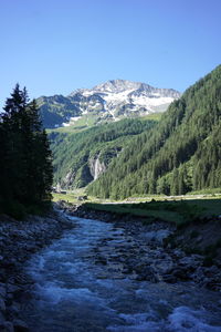 Scenic view of river amidst trees against clear sky