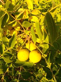 Close-up of fruits on tree