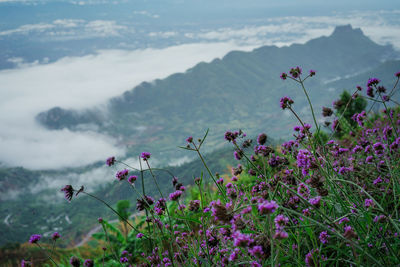 Close-up of pink flowering plants on field against sky