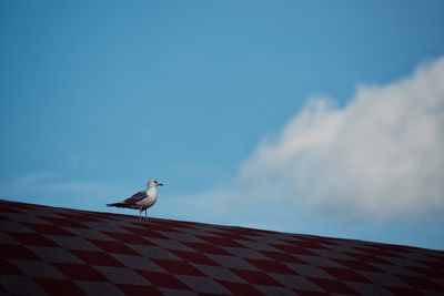 Low angle view of seagull perching on roof against sky