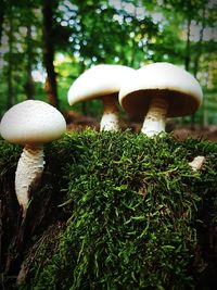 Close-up of mushroom growing in forest