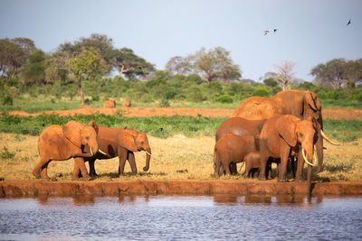 Elephant in a lake