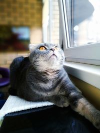 Close-up portrait of a cat