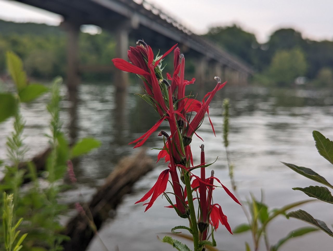 high rock lake dam Flower Water Red Lake Flower Head Close-up Plant Wildflower Bud In Bloom Botany Blooming