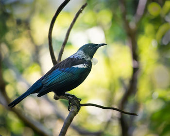 Close-up of bird perching on branch