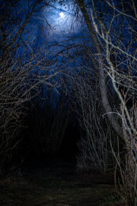 Scenic view of bare trees at night