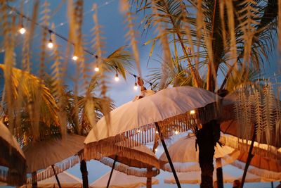 Low angle view of trees and white parasols at beach at dusk