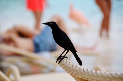 Close-up of bird perching