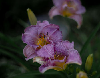 Close-up of purple flowering plant