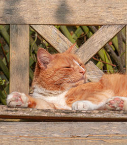 Cat resting relaxing and sleeping on a wood bench in sunshine