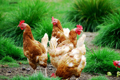 Close-up of rooster on field