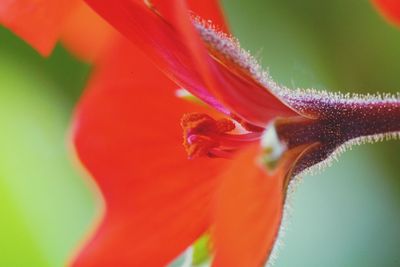 Close-up of insect on red flower