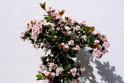 Close-up of pink flowering plant against wall