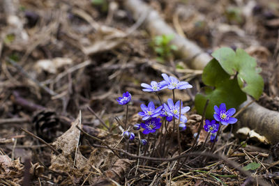 Close-up of purple crocus flowers on field