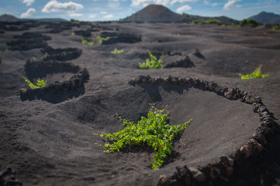 Tilt shift effect of geria vineyard consisting of small and isolated plants, lanzarote, canary