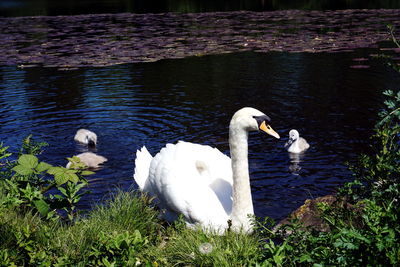 Swans swimming in lake