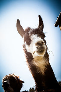 Low angle view of giraffe against clear sky