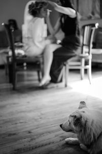 Dog sitting on chair at home