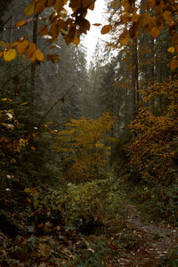 Trees growing in forest during autumn