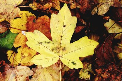 Close-up of maple leaves fallen on leaf during autumn