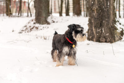 Dog on snow covered field