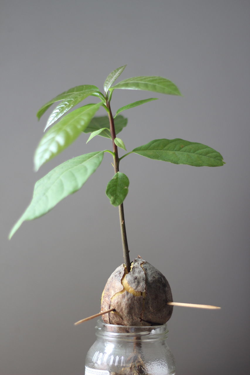 CLOSE-UP OF POTTED PLANT AGAINST GRAY BACKGROUND