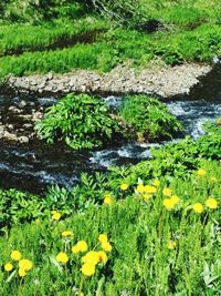 Close-up of fresh green plants in water
