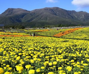 Scenic view of yellow flowers growing in field