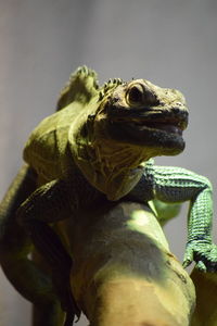 Close-up of a lizard