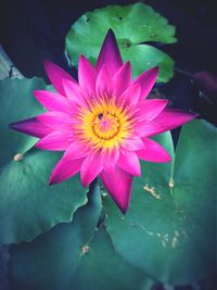 Close-up of lotus water lily blooming outdoors