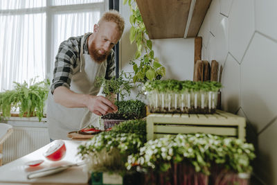 Man making sandwich from microgreens in kitchen at home