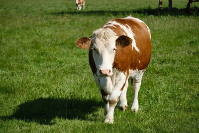 Portrait of cow on field