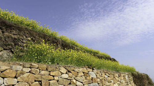 Plants growing by wall against sky