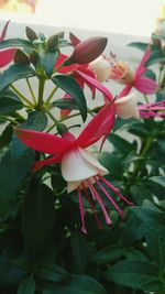 Close-up of flowers